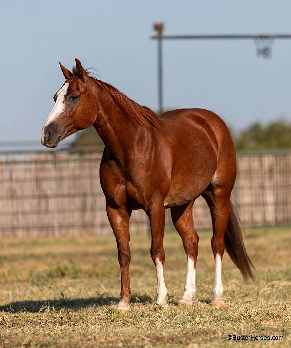 chestnut-blaze-3-stockings-horse