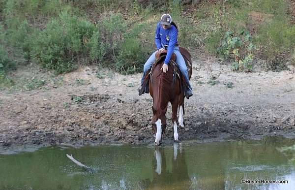 ranch-work-quarter-horse