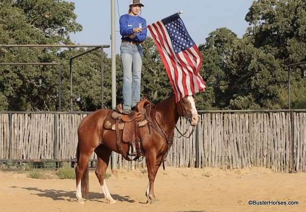 all-around-quarter-horse