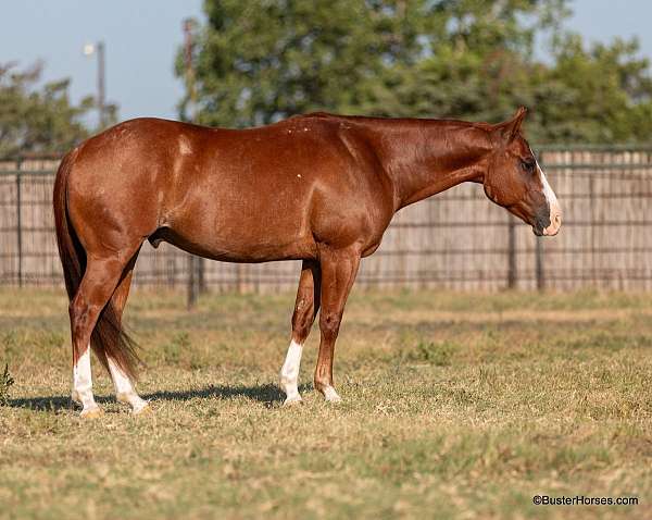 beginner-safe-quarter-horse