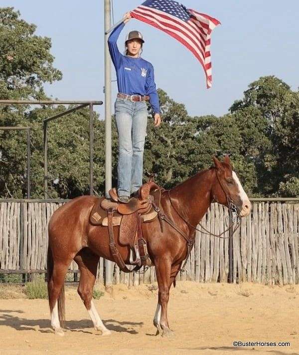 trail-quarter-horse