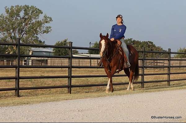 husband-safe-quarter-horse