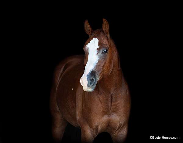 flashy-quarter-horse