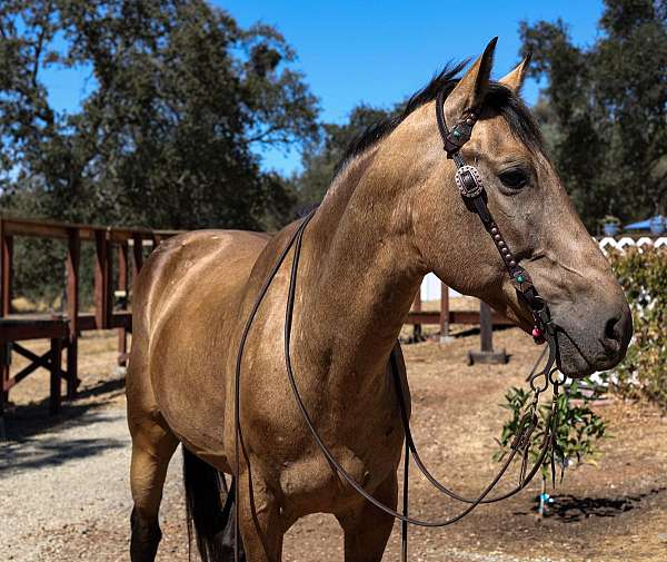 ranch-work-quarter-horse