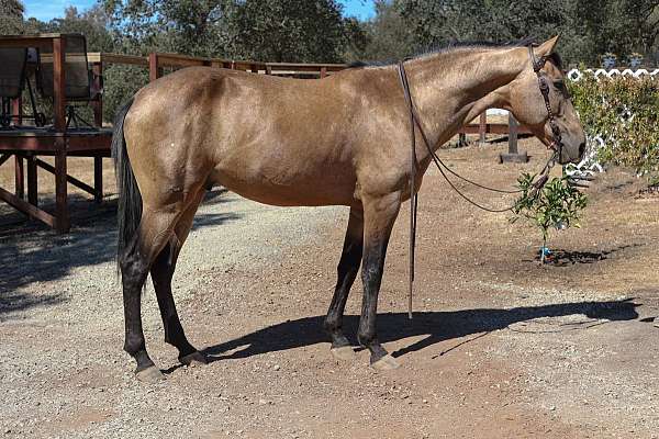 beginner-safe-quarter-horse