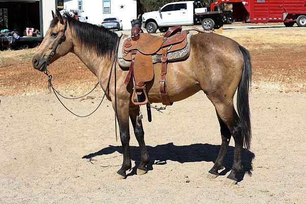 family-horse-quarter