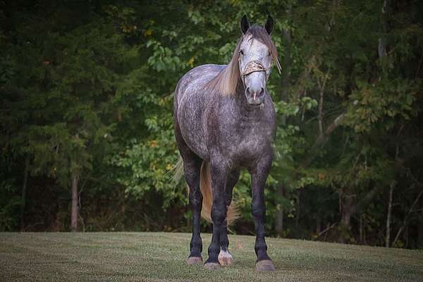 beginner-safe-quarter-horse