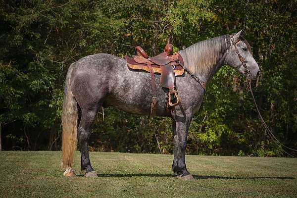 family-horse-quarter