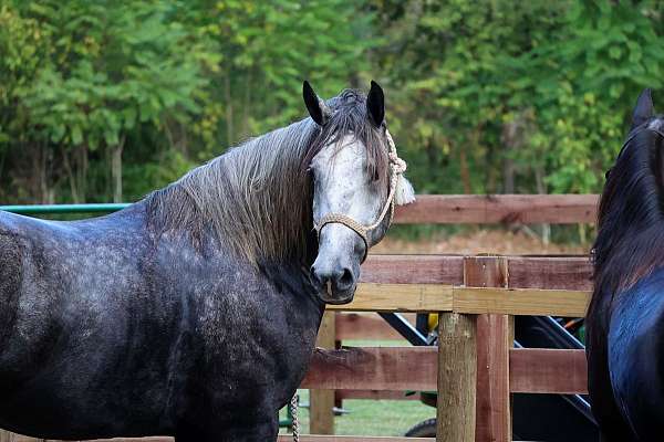 athletic-quarter-horse