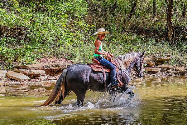 broke-to-ride-drive-draft-horse