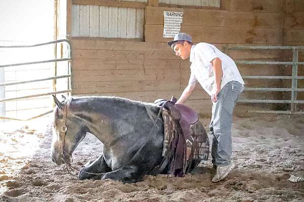 collected-draft-horse