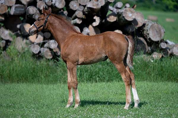 cmha-warmblood-filly