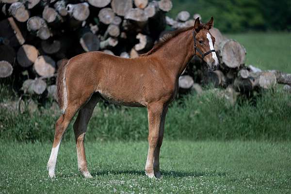 cmha-warmblood-filly