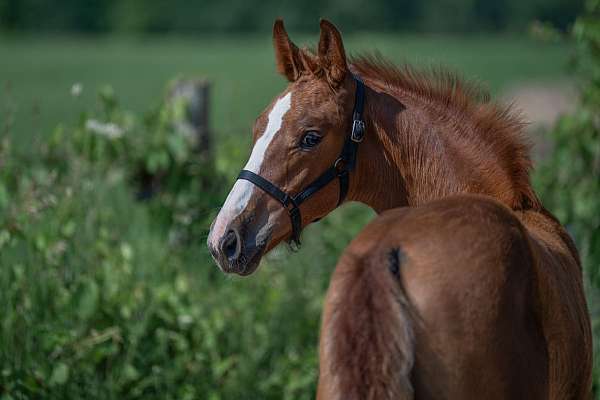 black-warmblood-filly-stallion