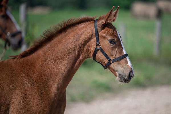 warmblood-filly-stallion