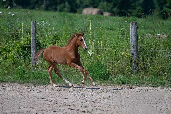 warmblood-filly-stallion