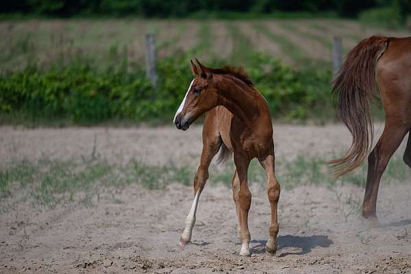 dressage-warmblood-horse