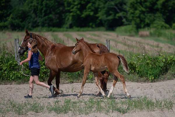 hunter-warmblood-horse