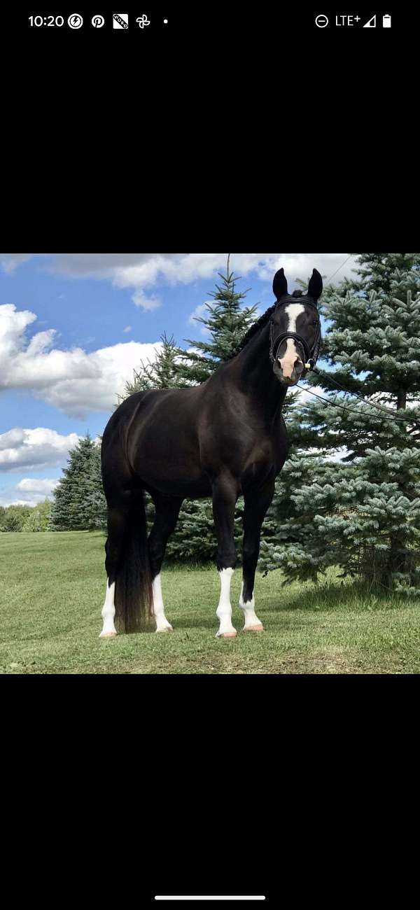 jumper-warmblood-horse