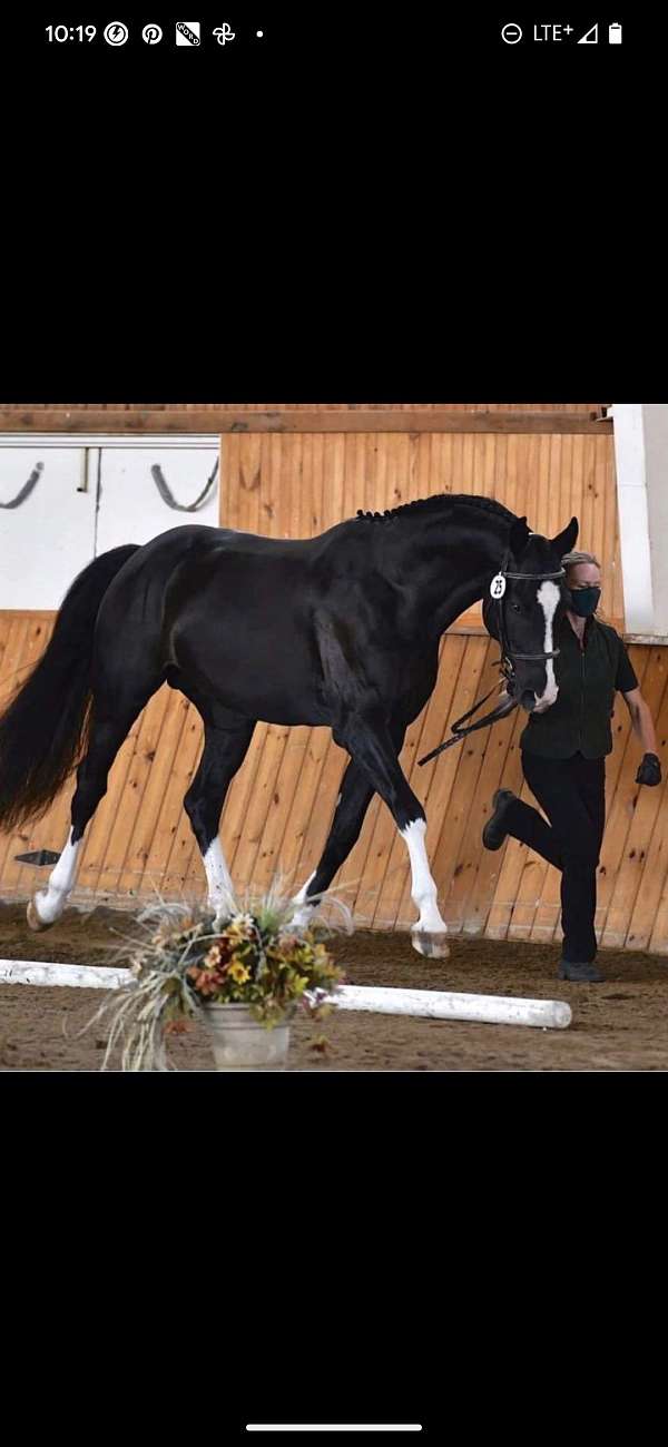 hunter-warmblood-horse