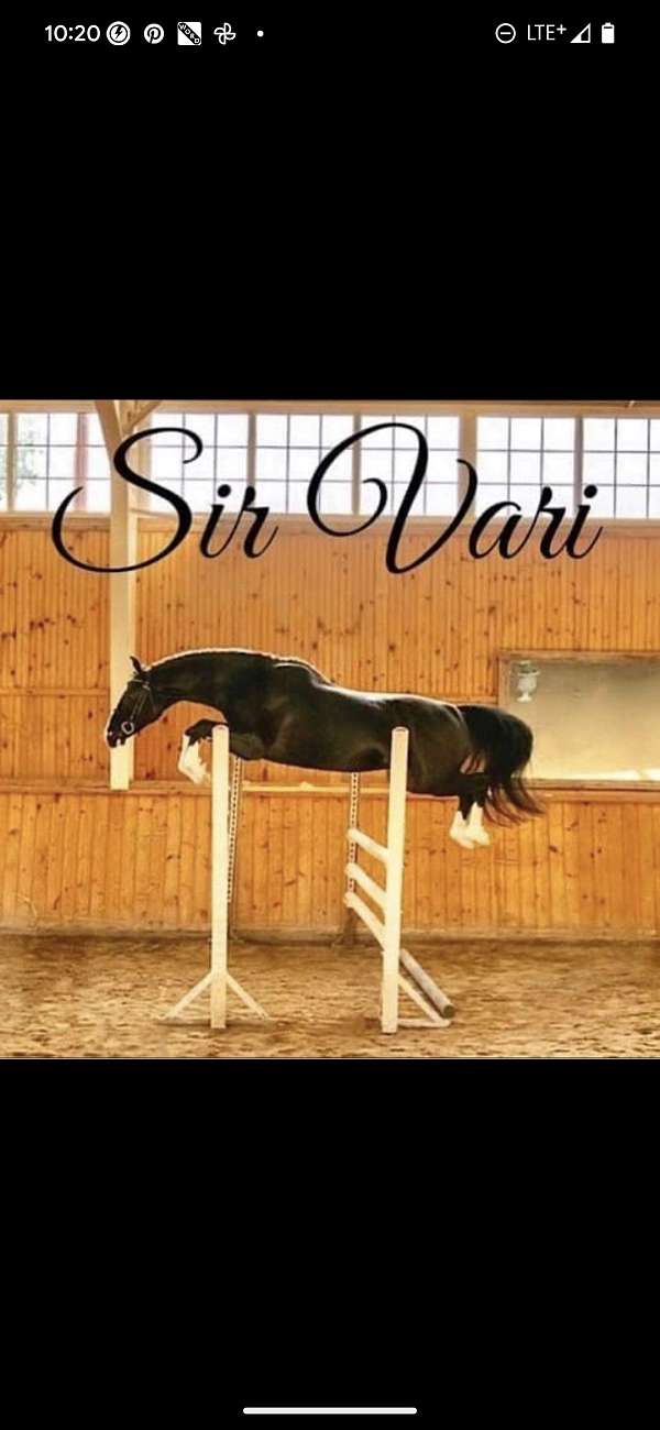 jumper-warmblood-horse