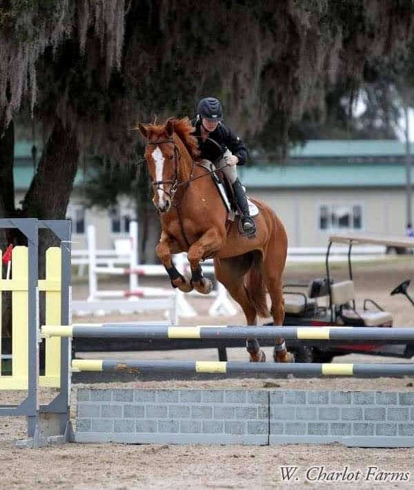 chestnut-dressage-horse