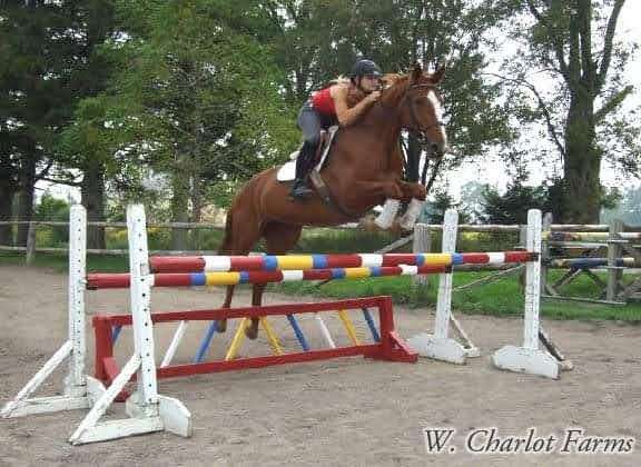 hunter-jumper-warmblood-horse