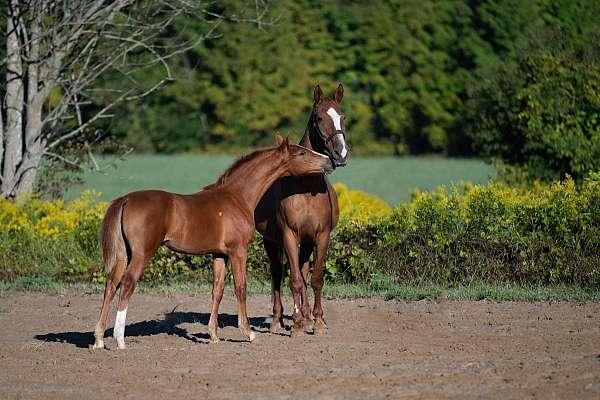 chestnut-dressage-horse