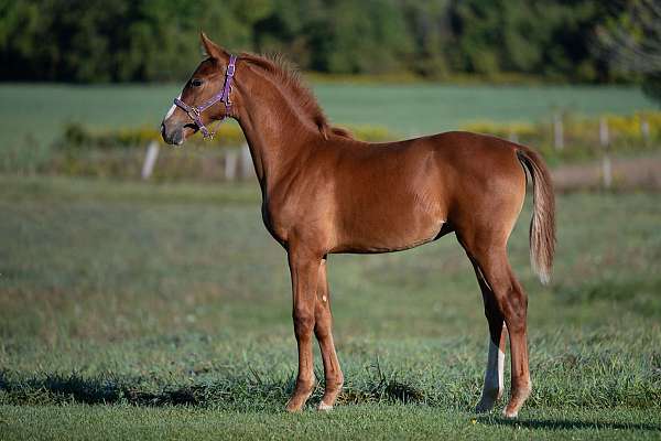 chestnut-fei-horse