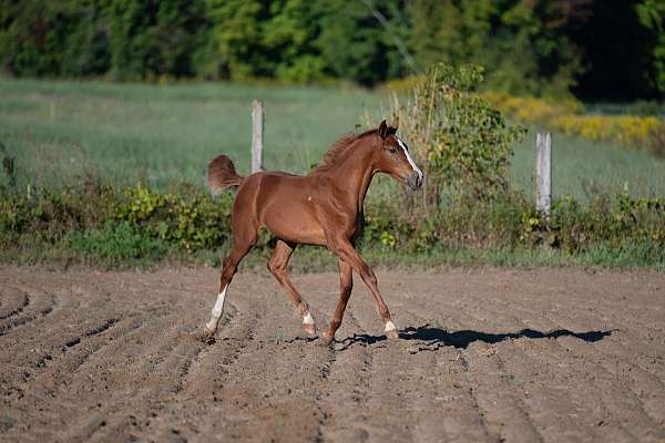 curious-warmblood-horse