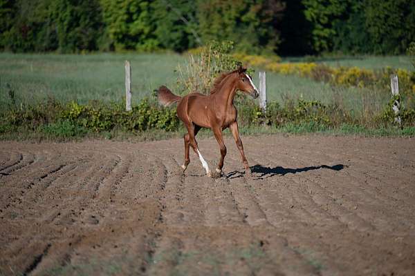 combined-warmblood-horse