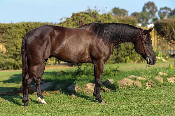 ranch-work-quarter-horse