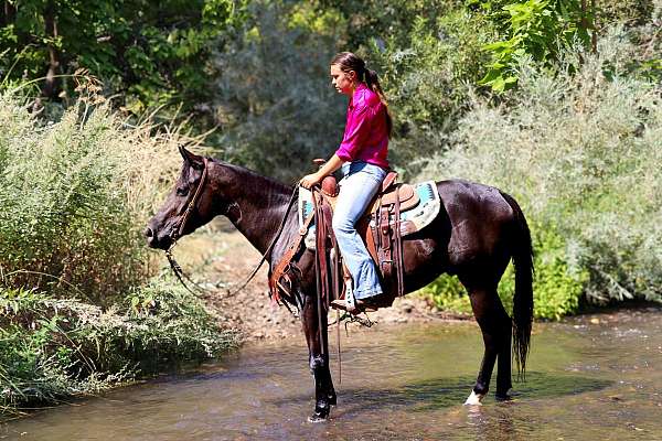 trail-quarter-horse