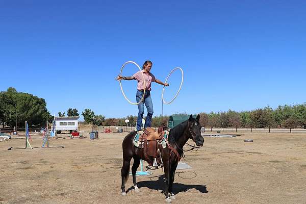 husband-safe-quarter-horse