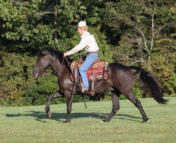 quarter-horse