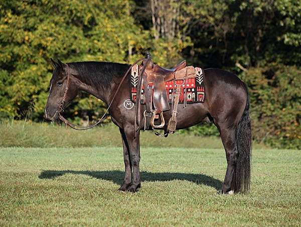 trail-quarter-horse