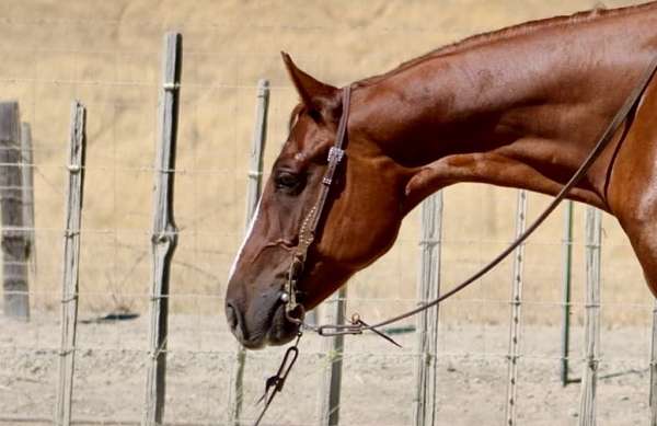 ranch-work-quarter-horse