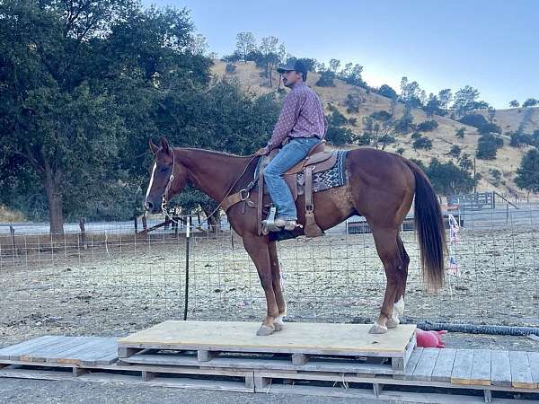 beginner-quarter-horse