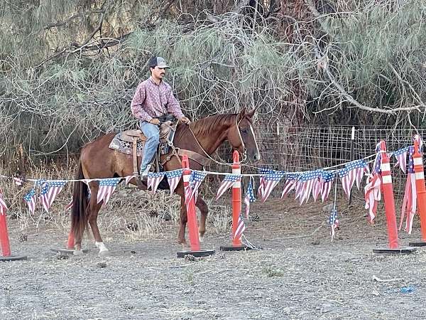 kid-safe-quarter-horse