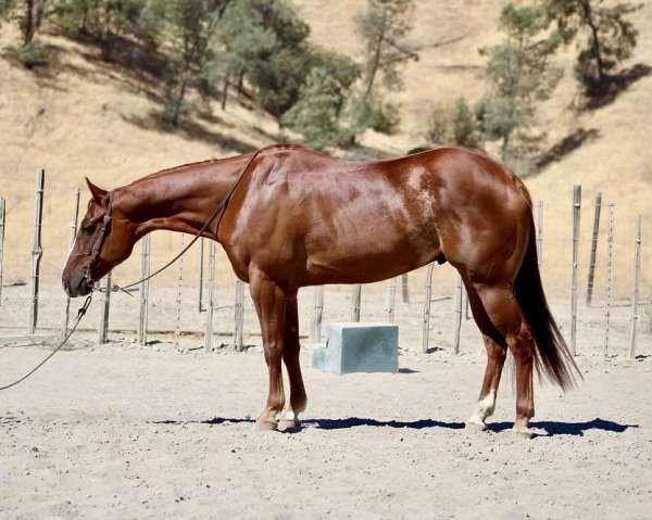 ranch-quarter-horse