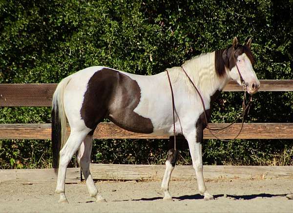 grulla-tobiano-horse