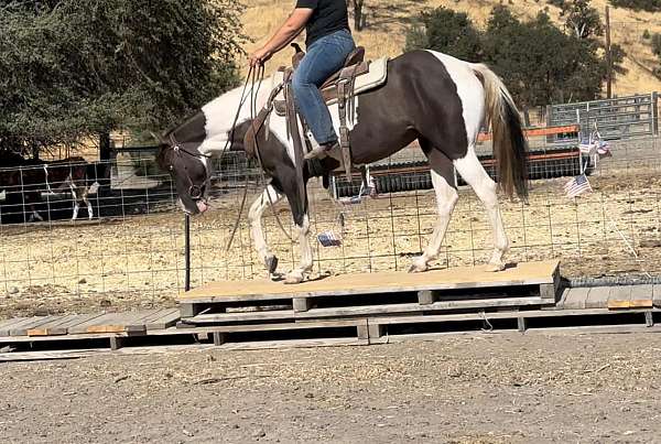 family-horse-gypsy-vanner