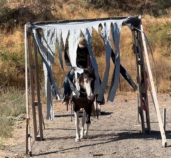 ranch-work-gypsy-vanner-horse