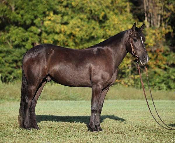 quarter-horse-gypsy-vanner