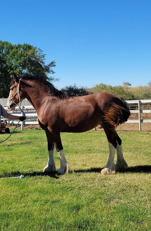 gypsy-clydesdale-horse