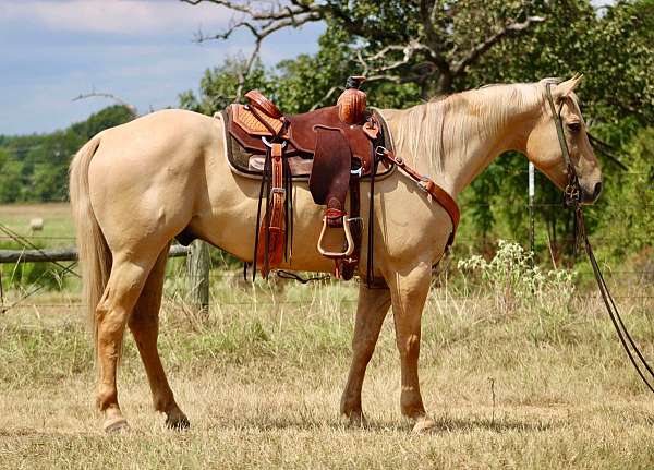 palomino-blaze-horse