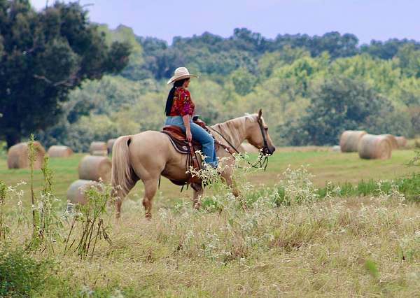 all-around-quarter-horse