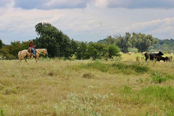 athletic-quarter-horse