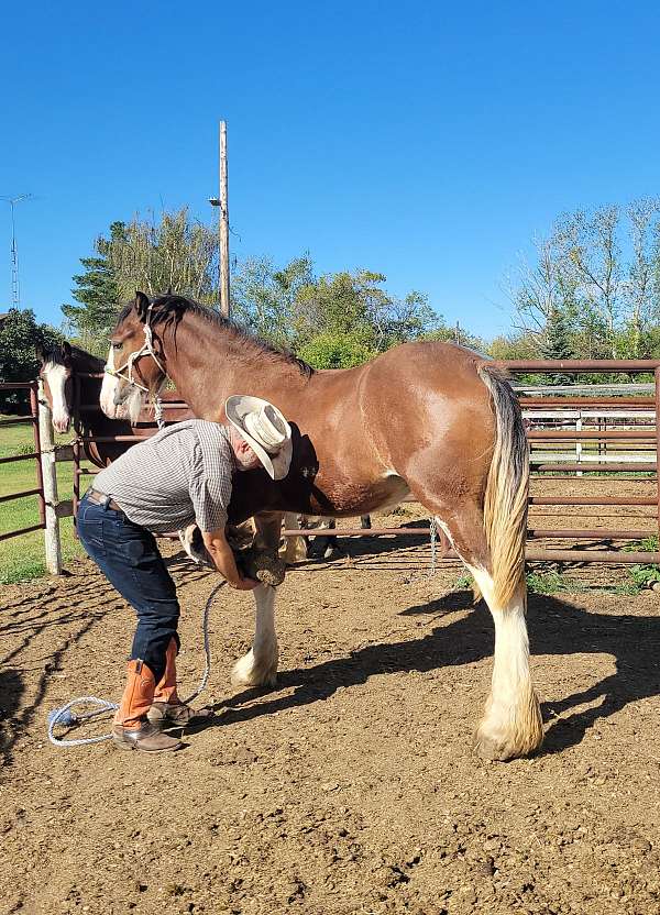 shire-clydesdale-horse