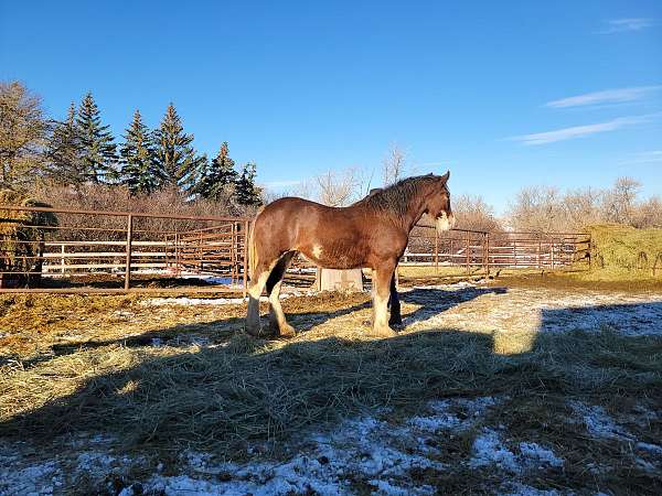 shire-clydesdale-horse